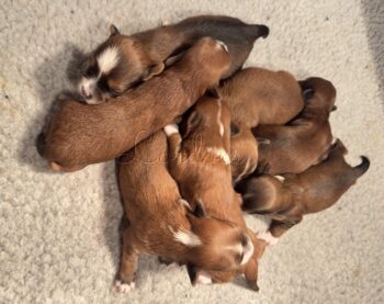 Available Havenese puppies FL