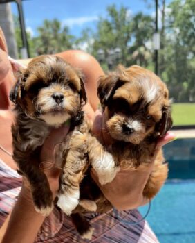 Available Havenese puppies FL