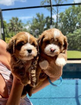 Available Havenese puppies FL