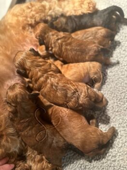 Available Havanese puppies FL