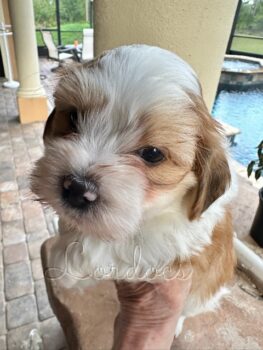 Available Havanese puppies FL