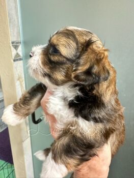 Available Havanese puppies FL