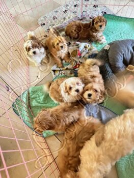 Available Havanese puppies FL