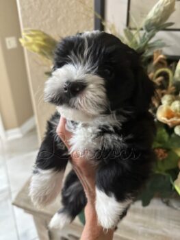 Available Havanese puppies FL