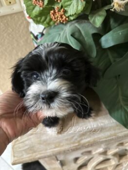 Available Havanese puppies FL