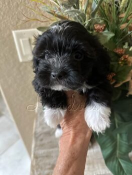 Available Havanese puppies FL